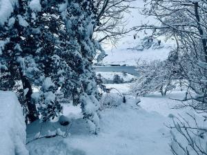 a snow covered tree with snow on its branches at The Peatcutter's Croft, Badralloch in Dundonnell