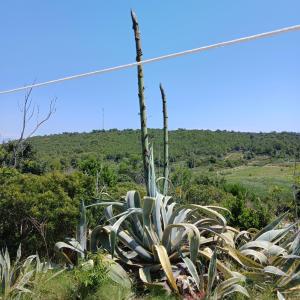 a large green plant in the middle of a field at Apartments Elena & Damir in Vis