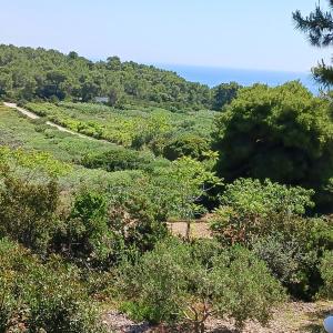a view of a field of trees and the ocean at Apartments Elena & Damir in Vis