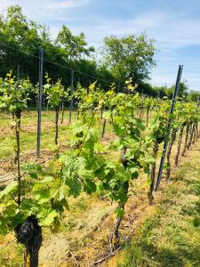 a row of green grapes in a vineyard at Ferienwohnung Feldmann in Freckenfeld