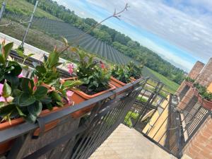 Affittacamere Valentina في فيرونا: شرفة بها نباتات وإطلالة على مزارع العنب