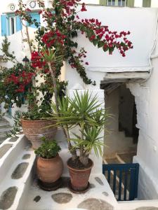 a group of potted plants sitting on a wall at La maison, Triandaros in Triandáros