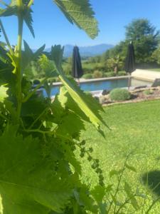 a leafy plant with a pool in the background at Les Chambres des 3 Chouettes in Sepx