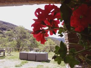 a red flower in front of a table with mountains in the background at Apartamentos Balcon del Cielo in Trevélez
