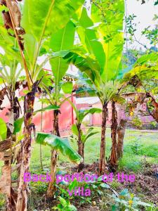 un groupe de bananiers dans un champ dans l'établissement Chateau La Princesa with cozy terrace, à Puerto Princesa