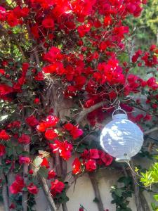 En have udenfor Blue Dream - Amalfi Coast