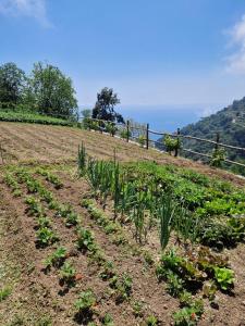 um campo com plantas no lado de uma colina em Agriturismo Orrido di Pino em Agerola