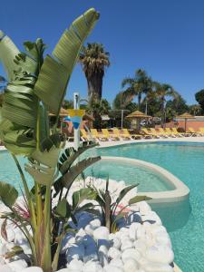 una piscina con sillas y una palmera en CAMPING RÊVE DES ILES en Argelès-sur-Mer