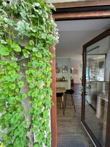 ein Zimmer mit einer Pflanze, die an der Wand wächst in der Unterkunft SopraBosco Calcata Art & Design Apartment in Calcata