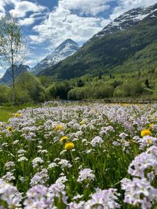 a field of flowers with mountains in the background at Naustvoll in Olden