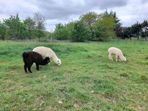 three sheep and a dog grazing in a field at Jolie longère au calme proche du Futuroscope in Saint-Georges-lès-Baillargeaux