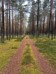 Fotografie z fotogalerie ubytování Domki Skandynawskie Kopalino v destinaci Kopalino