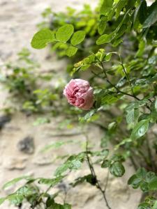 uma rosa rosa num arbusto com folhas verdes em Ô Bonheurs Simples d'Ecorsaint Il était une fois em Hauteroche