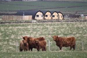un grupo de vacas de pie detrás de una valla en un campo en Glengolly Getaways, en Thurso
