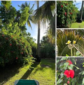uma colagem de fotos com flores e uma palmeira em CASA BETTY COSTAMBAR em San Felipe de Puerto Plata