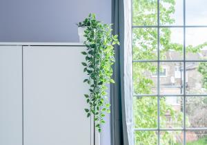 a green ivy plant hanging from a window at One bedroom Flat Free Parking in London