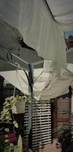 Tenda bianca con pianta in una stanza di B&B CasaCorì a Orosei