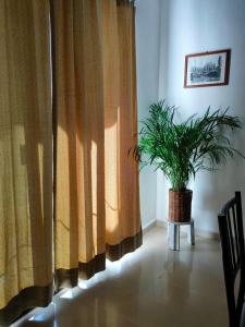uma planta num vaso sentado numa sala com cortinas em CASA CORAZA em Cancún