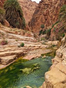 a river in a canyon with rocks and palm trees at Bedouin outdoors Camp wild in Dana +61 photos