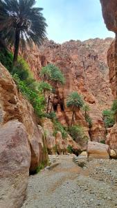 un canyon con palme e una montagna rocciosa di Bedouin outdoors Camp wild a Dana