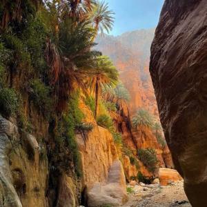 vista su un canyon con palme e rocce di Bedouin outdoors Camp wild a Dana