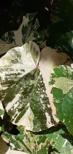 Foto sihtkohas Gros-Morne asuva majutusasutuse Le gîte du jardin galeriist