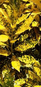 Foto sihtkohas Gros-Morne asuva majutusasutuse Le gîte du jardin galeriist