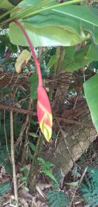 Foto sihtkohas Gros-Morne asuva majutusasutuse Le gîte du jardin galeriist