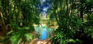 una piscina de agua en un bosque con palmeras en Paperbark Retreat, en Cooktown