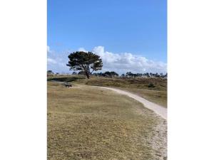 a tree in the middle of a field with a dirt road at Muijs Comfortable holiday residence in Huisduinen
