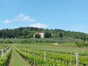 un viñedo con una casa en el fondo en Historic villa near Florence, en Rignano sullʼArno