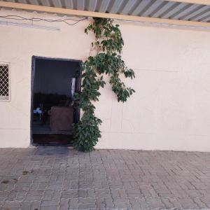 un edificio con una puerta con una planta creciendo en él en العين الهيلي مصباح ب 9, en Al Ain