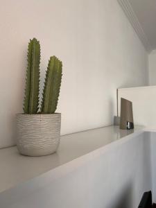 a plant sitting on a shelf in a room at Duplex of the Sun in Medina de Pomar +25 photos