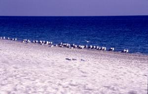 eine Vogelschwarm an einem Strand in der Nähe des Wassers in der Unterkunft praialinda in Badolato