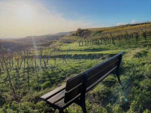 a bench sitting on a hill overlooking a vineyard at Ferienwohnung am Weinberg in Bötzingen