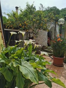 a garden with lots of plants on a patio at "Lemon Tree House" Relax&Bike in campagna a Finale Ligure con Air Cond in Orco Feglino