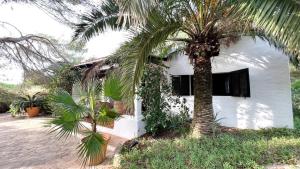 una casa bianca con una palma di fronte di Casa Christine a Playa Migjorn