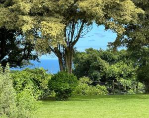 a tree in the middle of a field with bushes at Seaforth Country House in Ballito