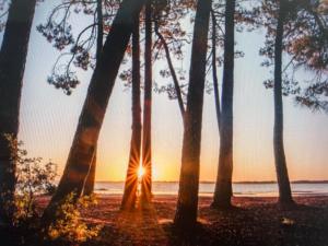 - un coucher de soleil à travers un groupe d'arbres sur la plage dans l'établissement Maison 47 m2 Biscarrosse proche lac et océan, à Biscarrosse
