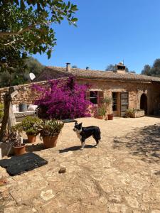 einem Hund, der in einem Hof vor einem Gebäude steht in der Unterkunft Studio Doppelzimmer 2 Pers mit Terrasse und Pool auf Finca Mallorca in Santanyi