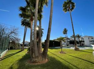a group of palm trees in a park at Apartamentos Cap y Corp in Alcossebre
