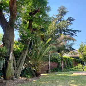 un grupo de palmeras en un patio en Vintage on Eden, en Edenvale