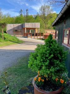 a pine tree in a pot in front of a building at Randbøldal Camping & Cabins in Randbøl