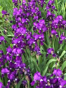 a bunch of purple flowers with green leaves at УЮТНЫЙ ДОМ ДЛЯ ОТДЫХА, город-Бендеры ,Приднестровье in Bender