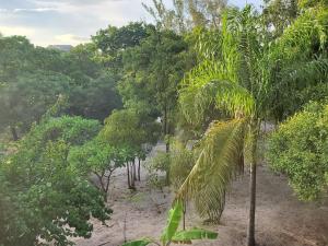 una fila de palmeras en un bosque en Charmante villa familiale proche de la mer, en Mahajanga