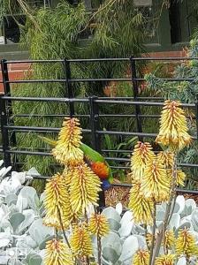 a bunch of bunches of bananas in a garden at South Yarra Urban Haven in Melbourne