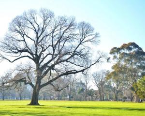 a large tree in a field of green grass at South Yarra Urban Haven in Melbourne