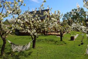 hamak na środku pola z drzewami w obiekcie Czereśniowe Wzgórze Sandomierz w mieście Sandomierz