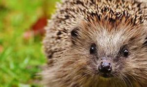 Ein Igel steht im Gras in der Unterkunft Ferienwohnung im Hof Objekt-ID 121110 in Waren (Müritz)