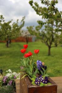 bukiet czerwonych kwiatów w drewnianym pudełku w obiekcie Czereśniowe Wzgórze Sandomierz w mieście Sandomierz